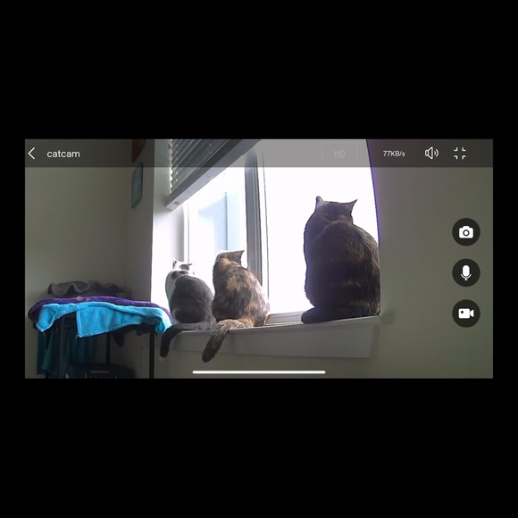 Bear - Picture 10 of 16